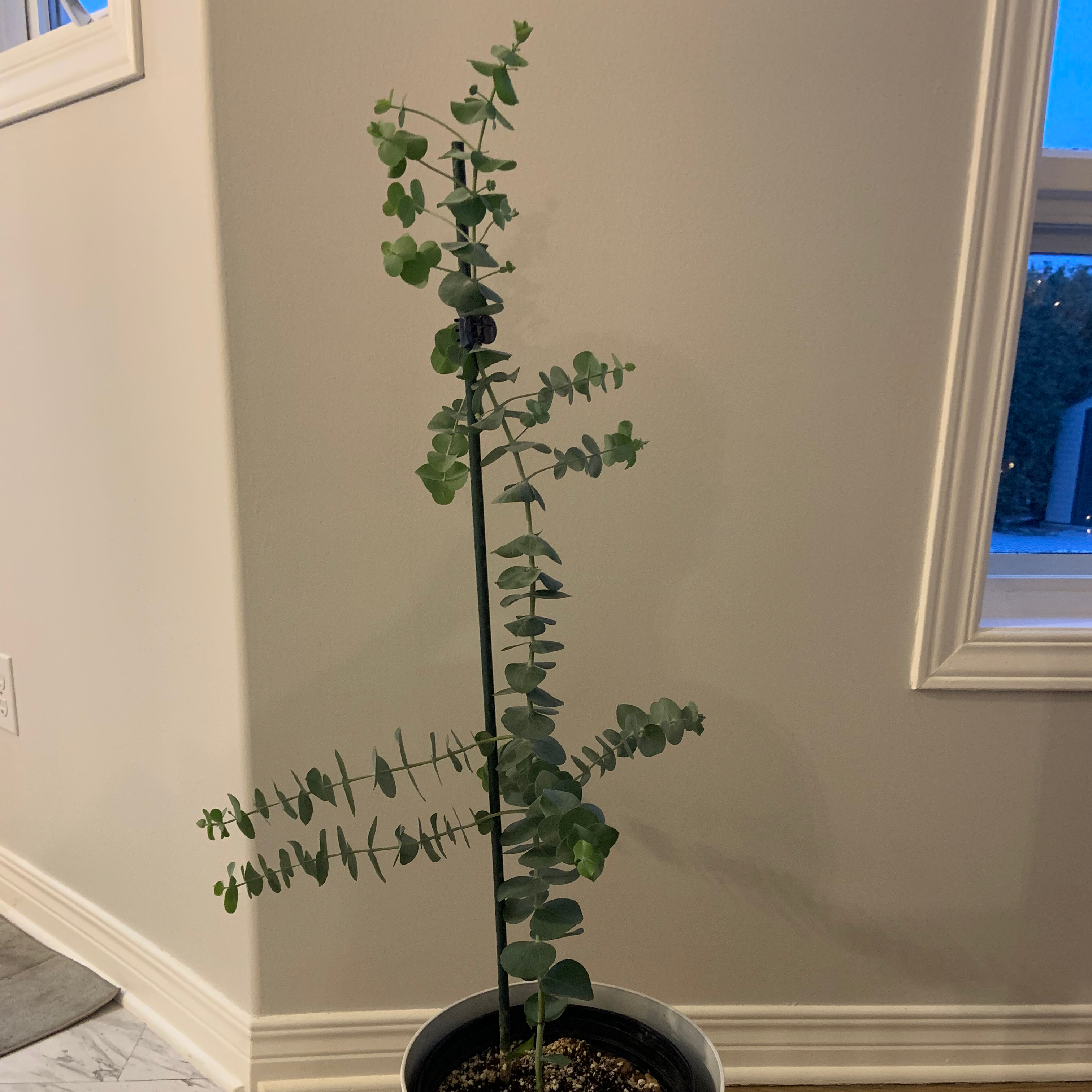 Cider gum plant with blue-green leaves in a pot indoors near a window.