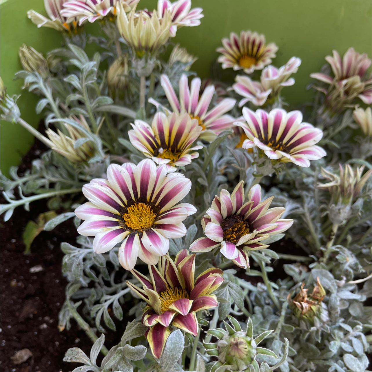 Plant care for Anthurium Angamarcanum on Greg, the plant care app