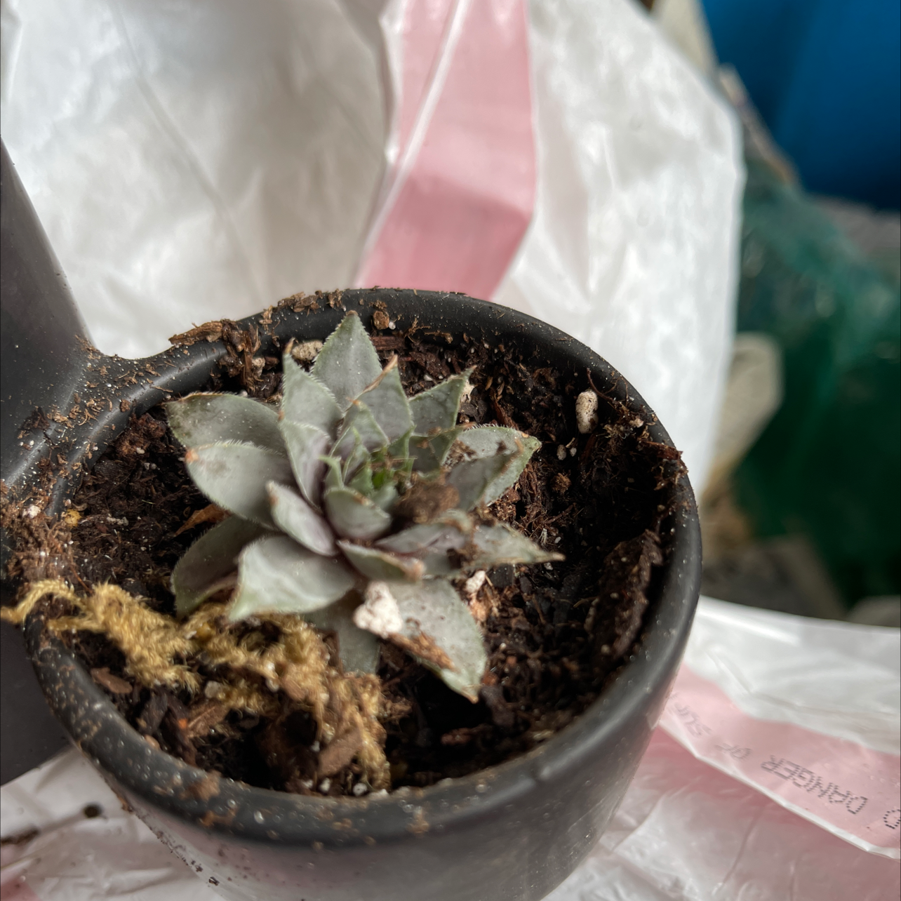 Small potted succulent with slightly discolored leaves and visible soil.