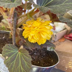Tuberous Begonia plant