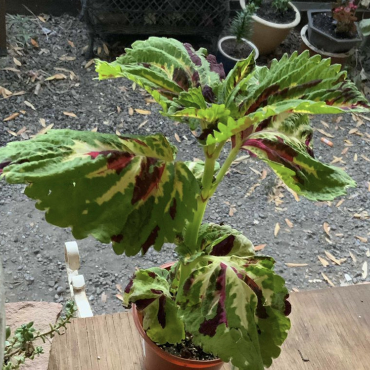 Coleus plant photo by @Deannajs1014 named Scarlet Kong on Greg, the plant care app.