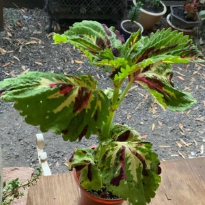 Coleus plant photo by @Deannajs1014 named Scarlet Kong on Greg, the plant care app.