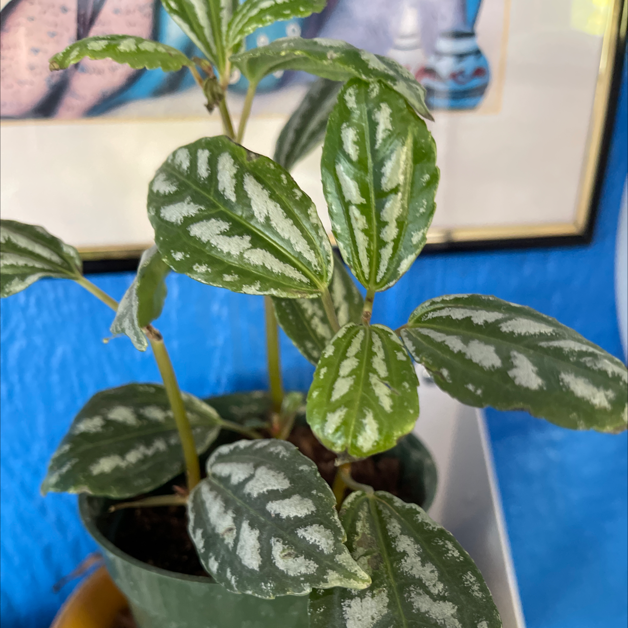 Photo of the plant species Aluminum Plant by @Deannajs1014 named Eva on Greg, the plant care app