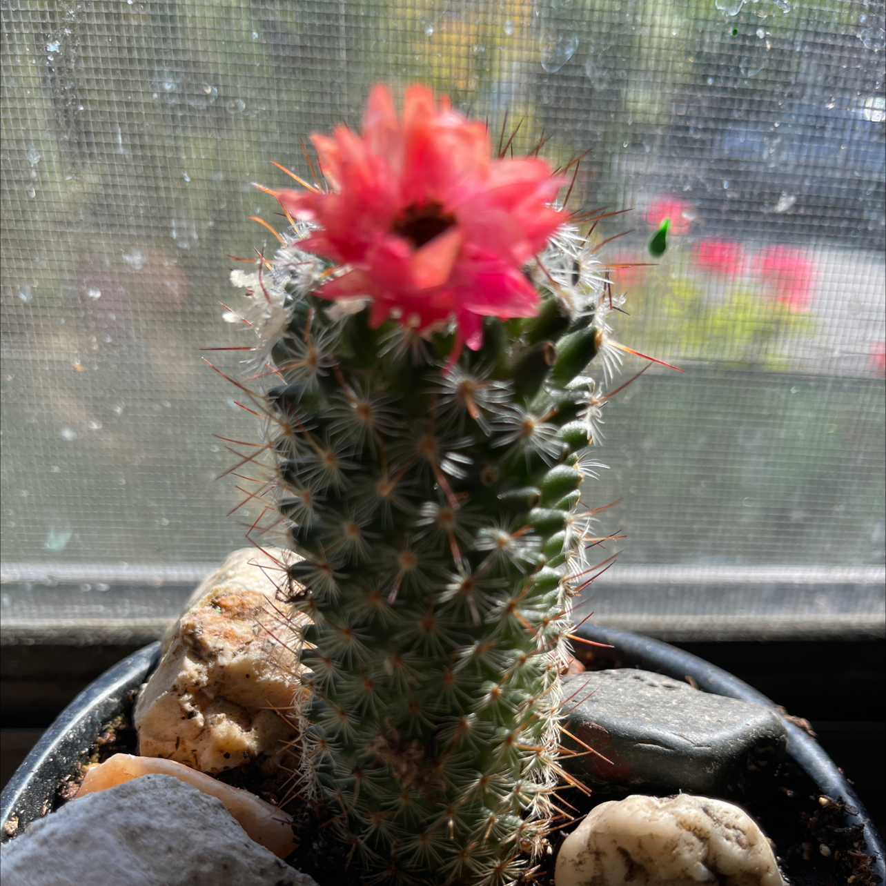 Chihuahuan Beehive cactus with a pink flower blooming at the top, surrounded by rocks.