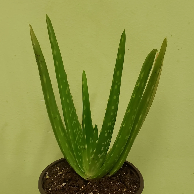 Aloe vera plant photo by Grace named Clyde on Greg, the plant care app.