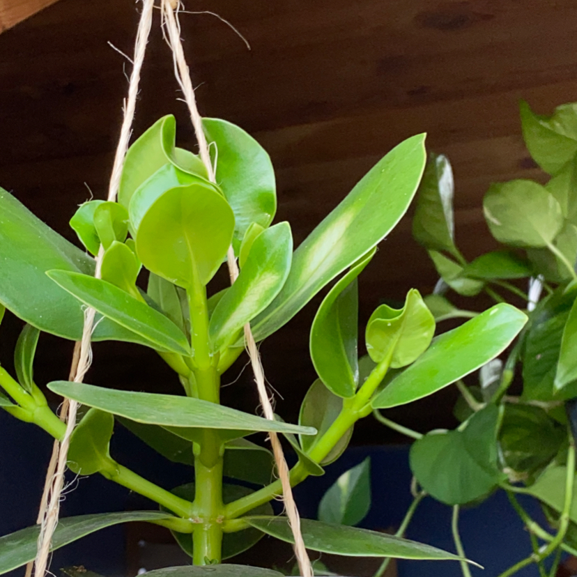 Healthy Dwarf Clusia plant hanging in a pot with green leaves.