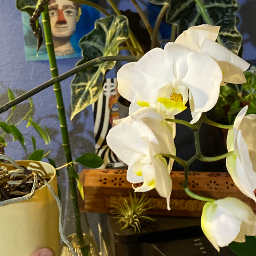 Photo of the plant species Black Velvet Jewel Orchid by @outl named orchid on Greg, the plant care app