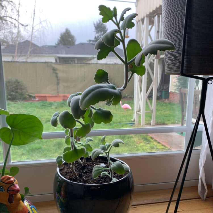 Felt Bush plant in a pot on a windowsill with a garden view in the background.