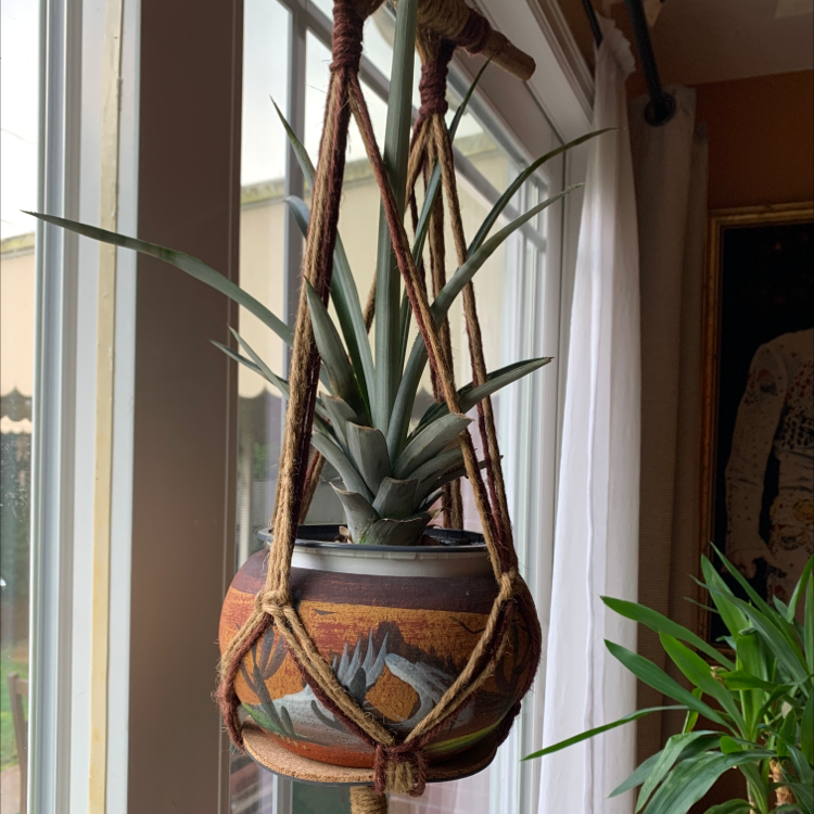 How To Know When To Repot A Pineapple 🍍?