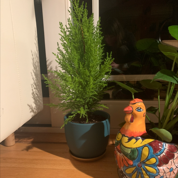 Photo of the plant species Hesperocyparis Macrocarpa by @Chiggin named Lemon Cypress on Greg, the plant care app