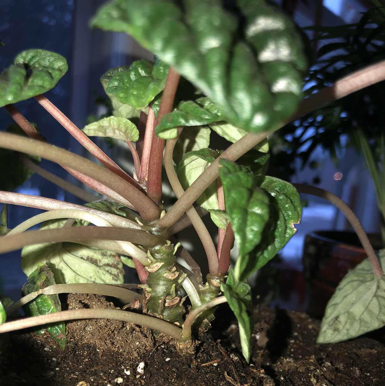 Silver Ripple Peperomia plant with healthy green leaves and visible soil.