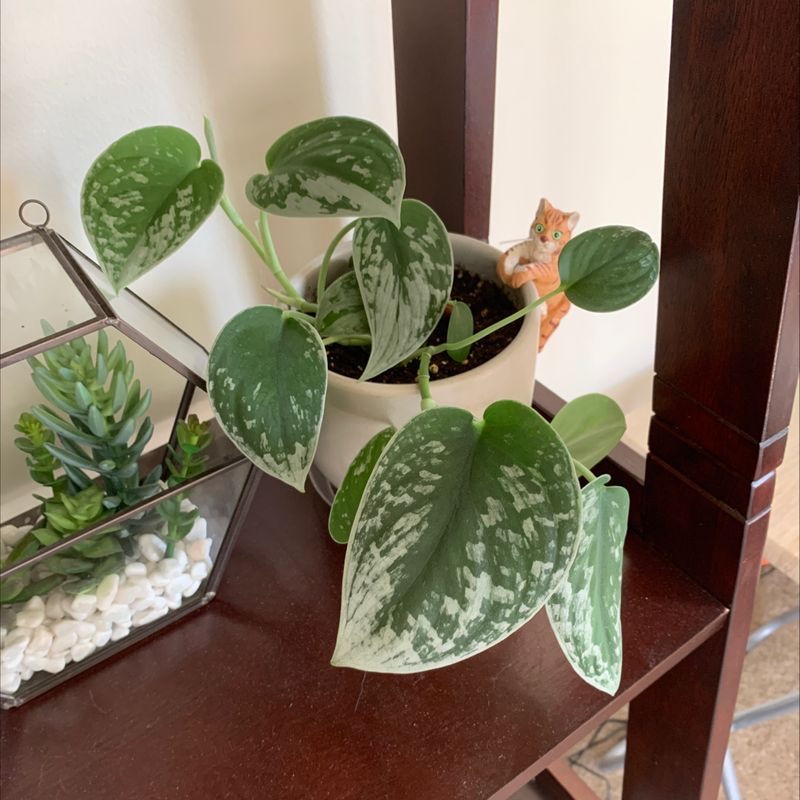 Healthy Satin Pothos plant with lush, shiny, speckled leaves, well-framed and in focus against a decorative background.