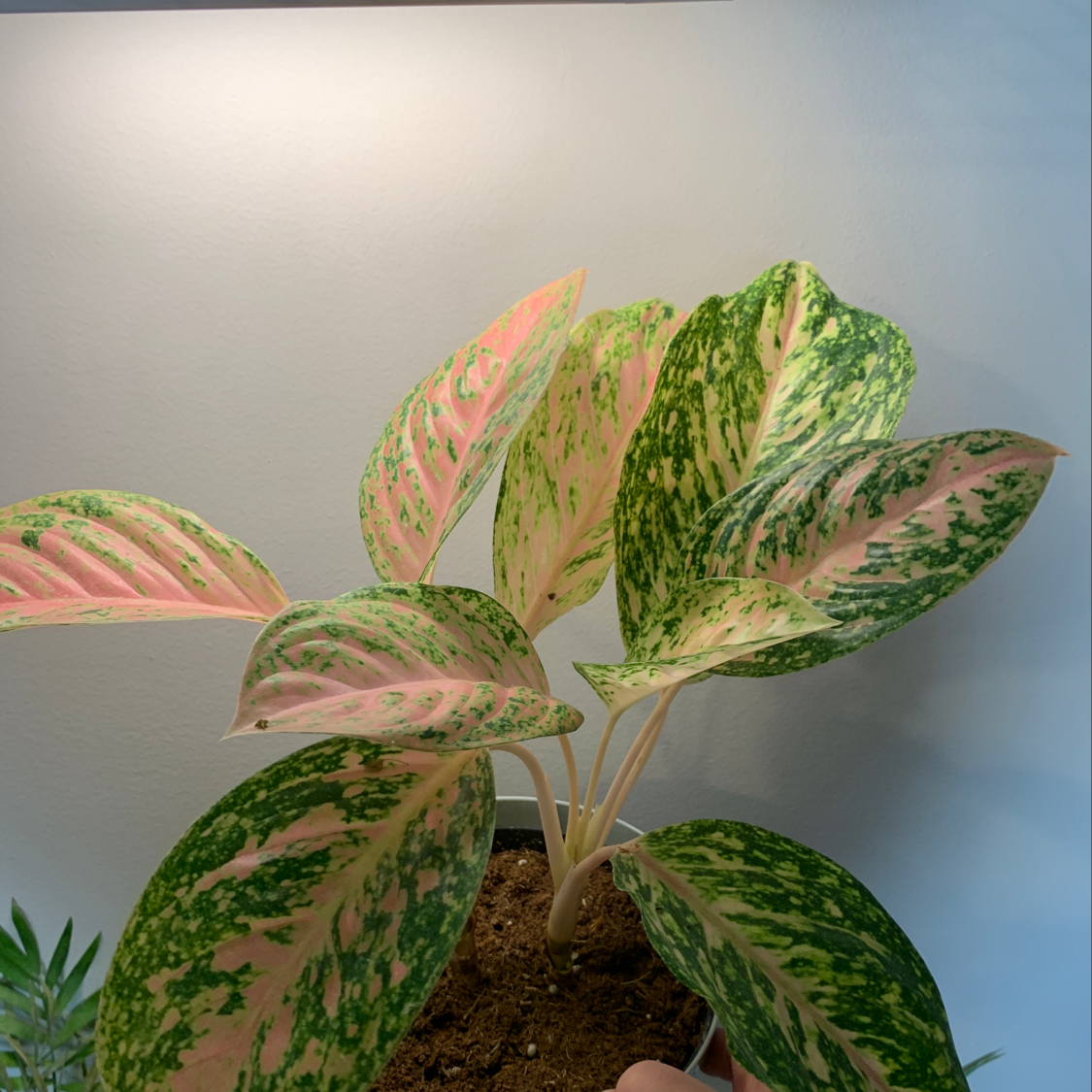 Aglaonema 'Sparkling Sarah' plant with variegated green and pink leaves in a pot.