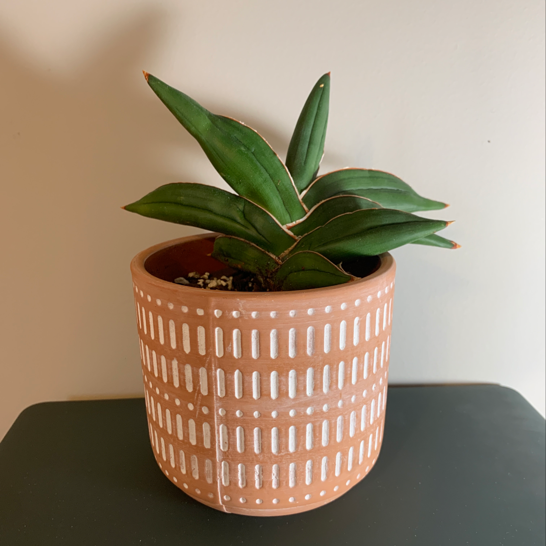 Samurai Dwarf Snake Plant in a decorative pot, healthy green leaves.