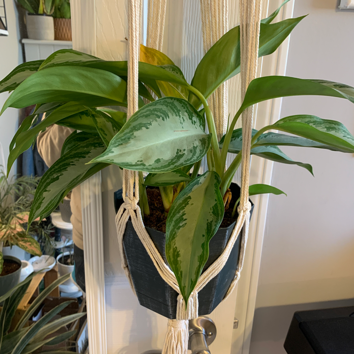 Aglaonema 'Silver Bay' plant in a hanging pot with healthy green and silver leaves.