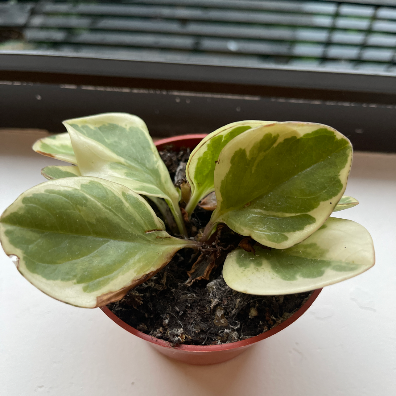 Marble Peperomia plant in a small pot with variegated leaves and some browning edges.