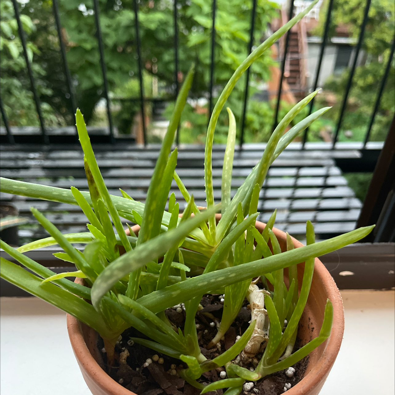 Aloe vera plant photo by @crow named Pax on Greg, the plant care app.