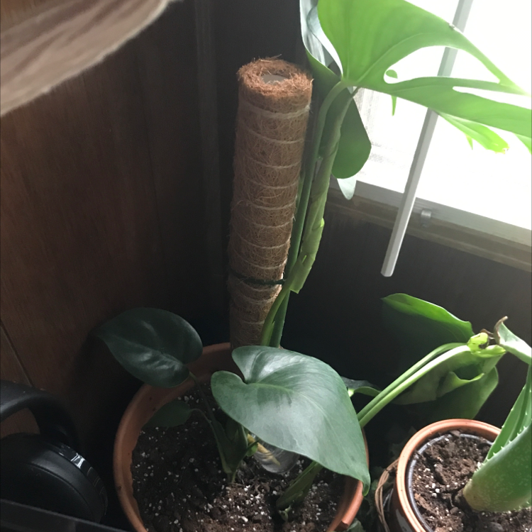 Monstera plant photo by @Stubby named da Vinci on Greg, the plant care app.