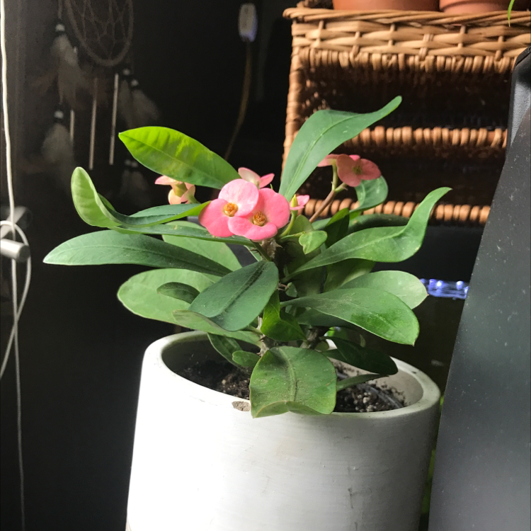 Photo of the plant species Crown of Thorns by @Stubby named Doja Cat on Greg, the plant care app