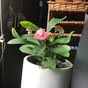 Crown of Thorns plant photo by Stubby named Doja Cat on Greg, the plant care app.