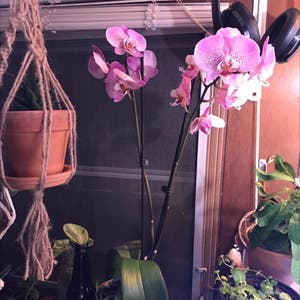 Phalaenopsis Orchid plant photo by @Stubby named Love on Greg, the plant care app.