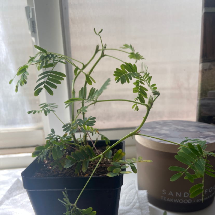 Sensitive Plant plant photo by @Maddie.-.lee named Lilo on Greg, the plant care app.