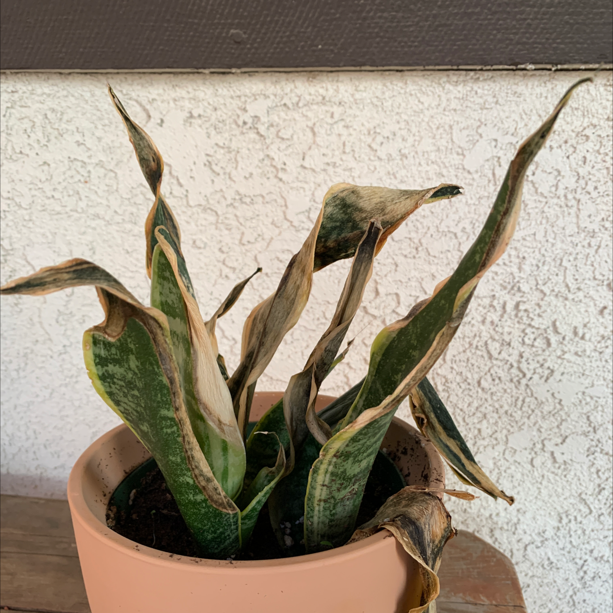 Snake Plant plant photo by Elsa named Cleopatra on Greg, the plant care app.