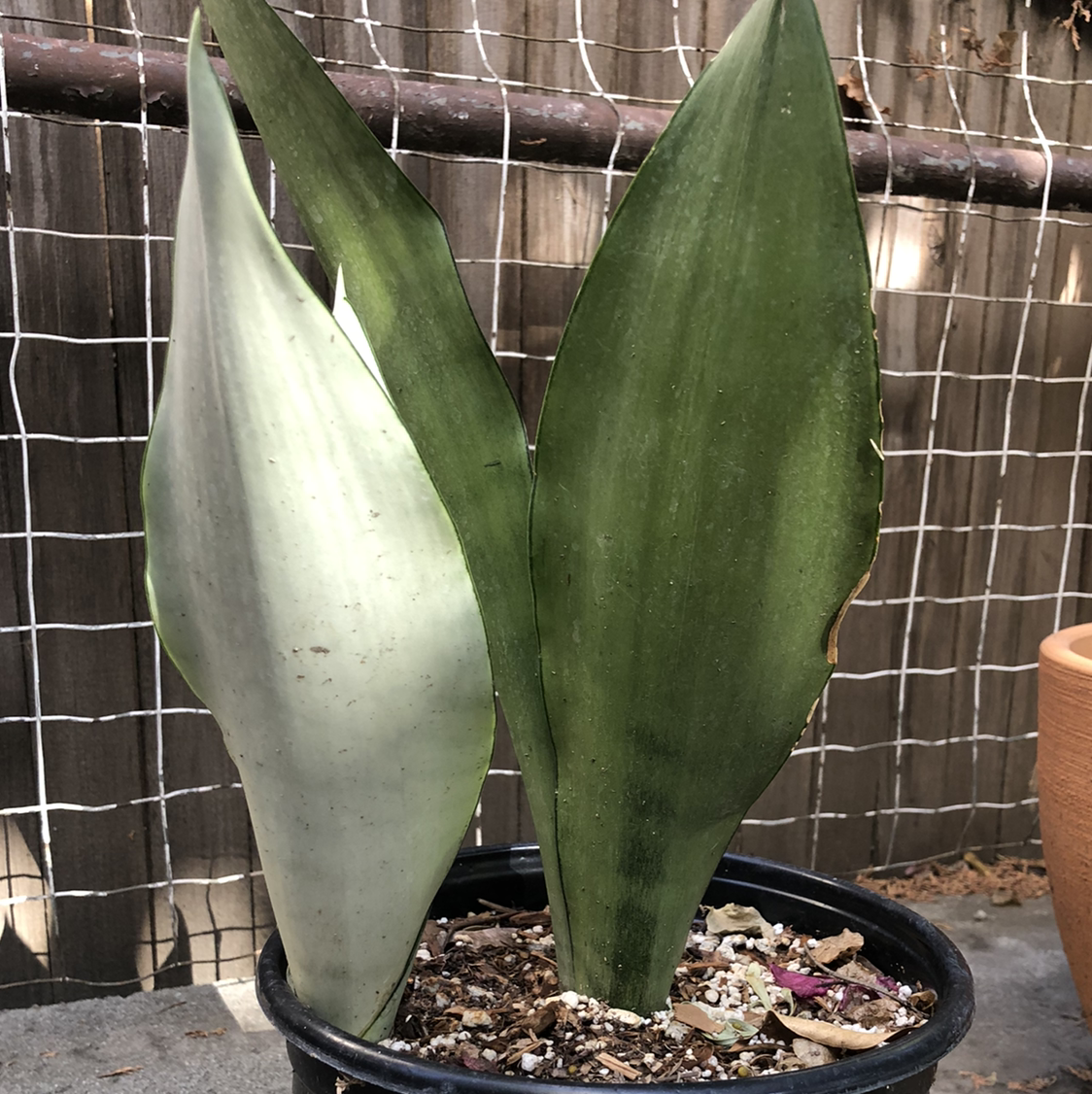 Sansevieria 'Lauren' plant with two prominent leaves in a pot. Soil is visible.