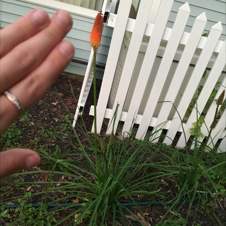 Red Hot Poker plant with a flower spike, hand pointing, white fence in background.