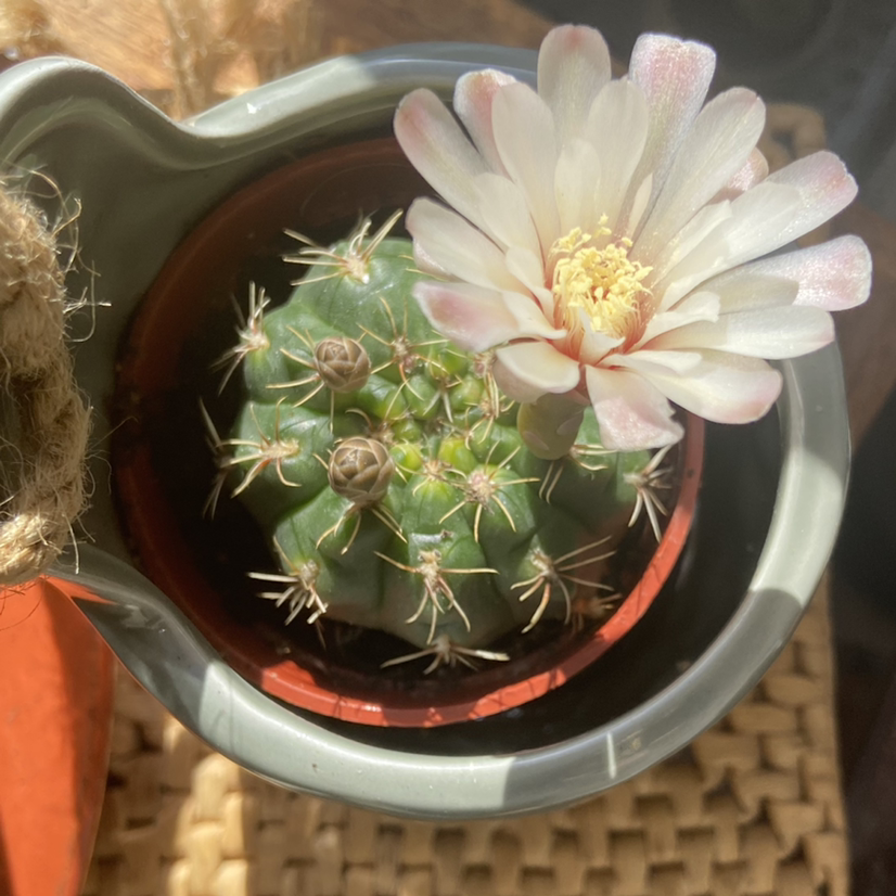 Photo of the plant species Big Needle Cactus by Danada named Gymnocalycium saglionis or uebelmannianum on Greg, the plant care app