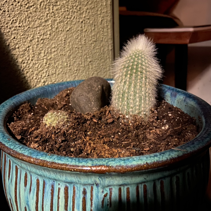 Silver Torch Cactus in a blue pot with visible soil and a rock.