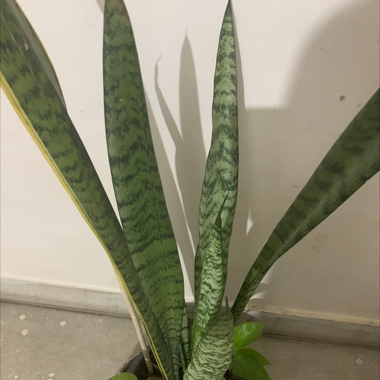 Snake Plant plant photo by @Newbieplantie named Snakeplant on Greg, the plant care app.