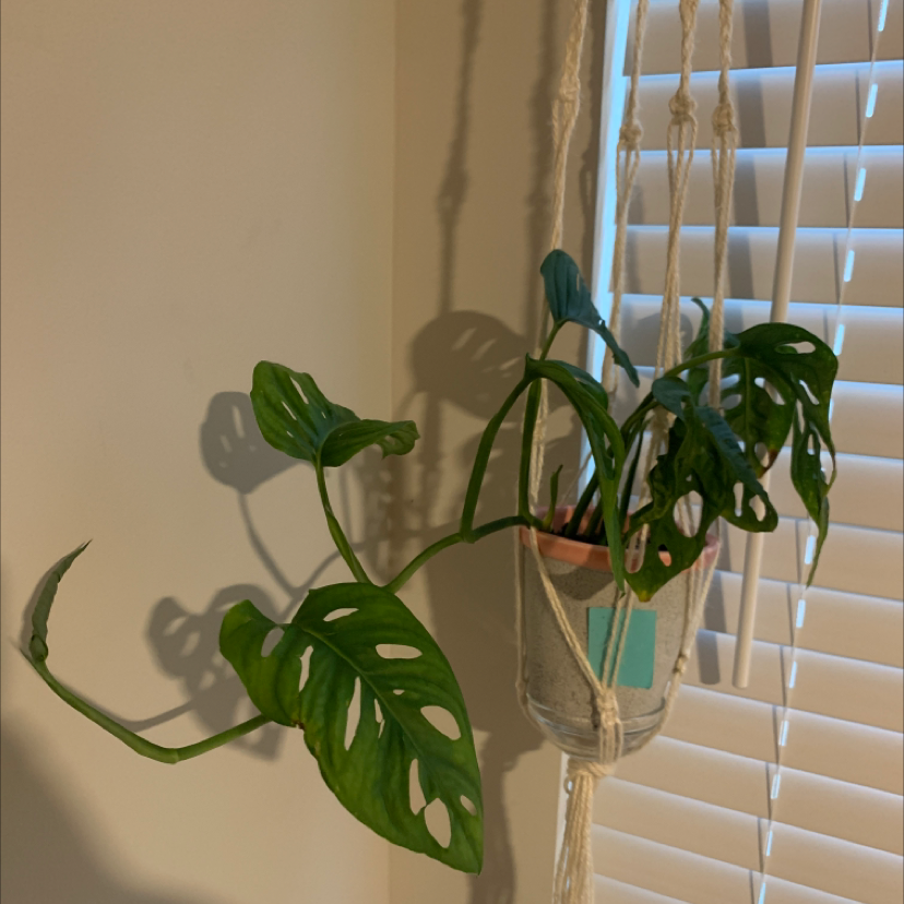Swiss Cheese Vine (Monstera adansonii) in a hanging pot near a window with blinds.