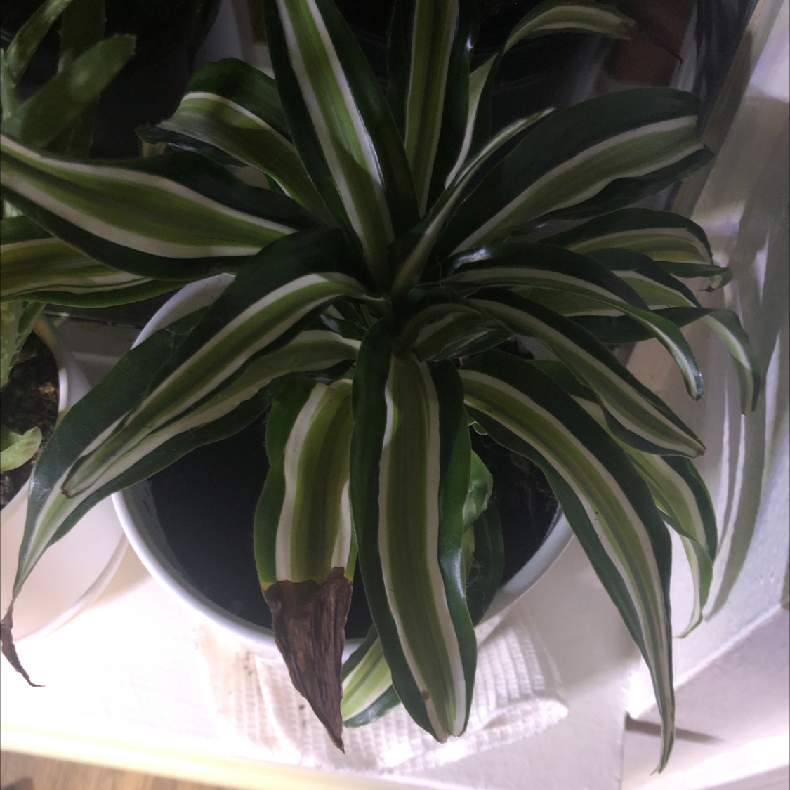 Dracaena 'Lemon Lime' plant with variegated leaves and browning on one leaf tip.