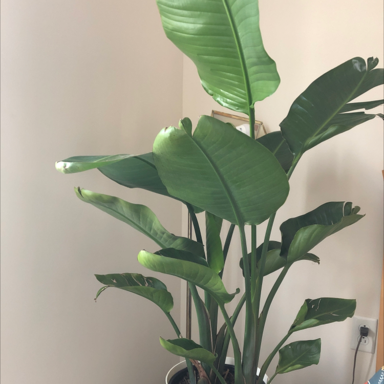 Healthy White Bird of Paradise plant with lush green foliage, characteristic ribbed leaf texture, no discoloration or damage.