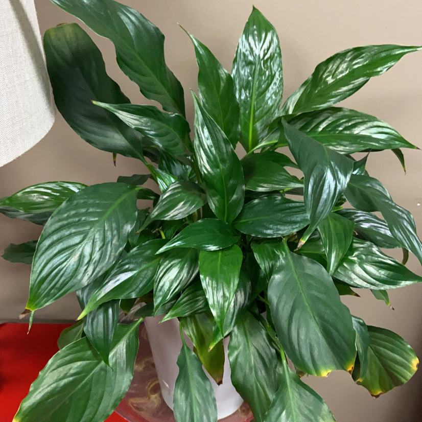 Healthy, glossy peace lily plant with vibrant green foliage and no signs of disease or stress.