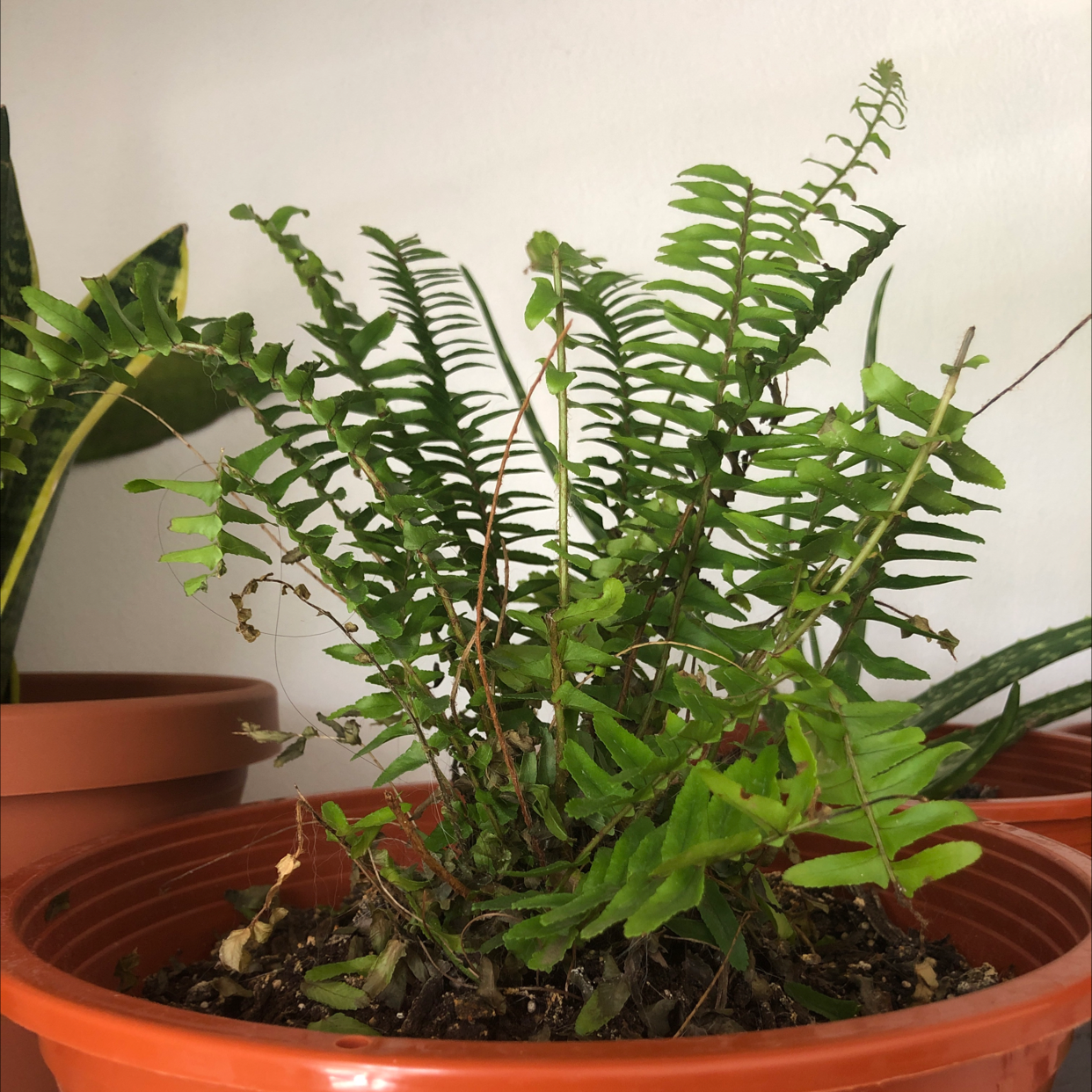 A healthy Boston Fern in a terracotta pot with lush green fronds and visible dark, rich soil.