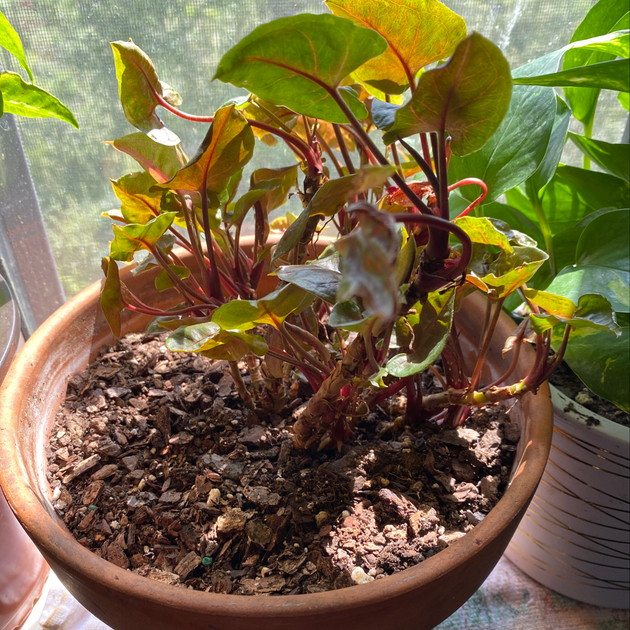 Propagating Painter's Palette 🎨 The Ultimate Guide