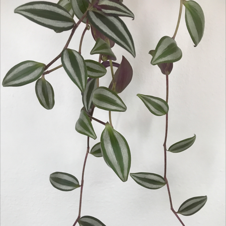Healthy Tradescantia zebrina plant with long trailing stems and green, white and burgundy striped pointed leaves on white background.