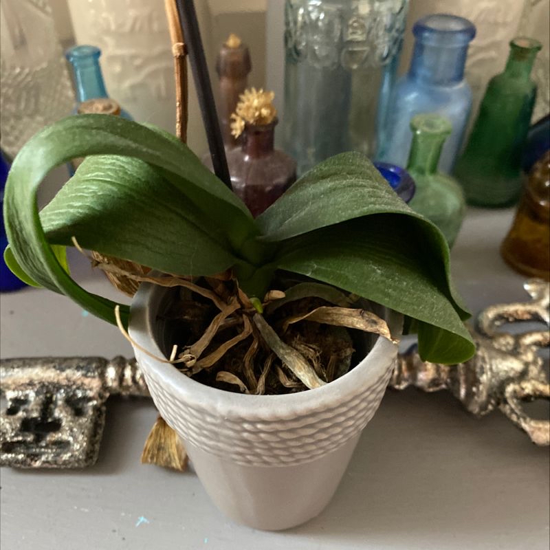 Photo of the plant species Hybrid Cattleya Orchid by Sara named Lil Orchid on Greg, the plant care app