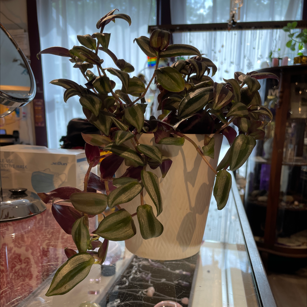 Spiderwort plant photo by @Exhaustedjules named Juniper on Greg, the plant care app.
