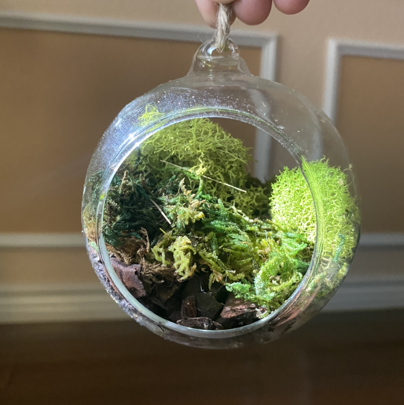 Hand holding a glass terrarium with a lush, healthy club moss plant growing inside, showing vibrant green foliage and visible soil.