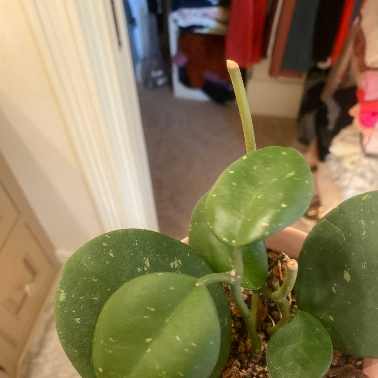 Hoya obovata plant with thick, round leaves in a pot with visible soil.