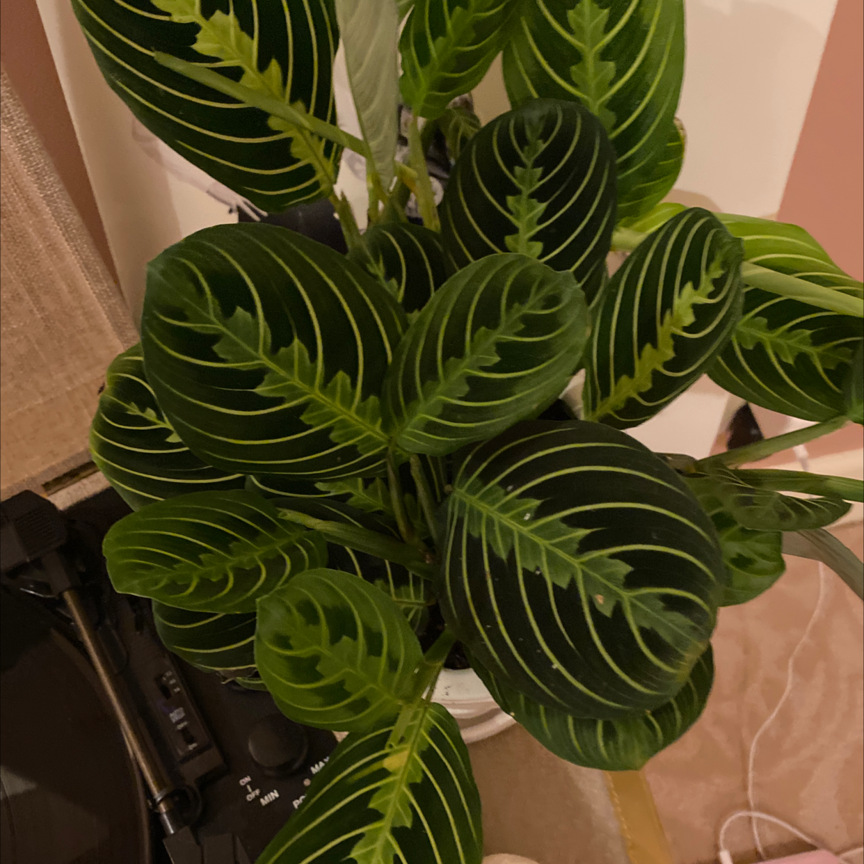 Lemon Lime Prayer Plant plant photo by @Paris named Your plant on Greg, the plant care app.