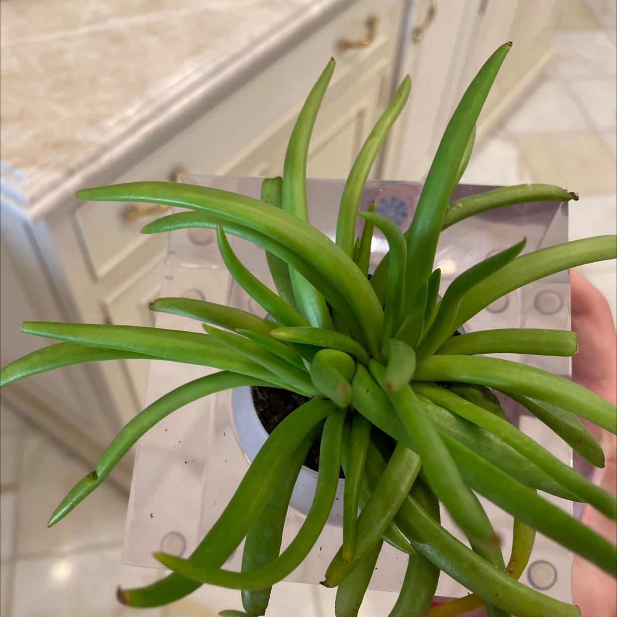Healthy Succulent Bush Senecio plant with elongated green leaves in a small pot, held by a hand.