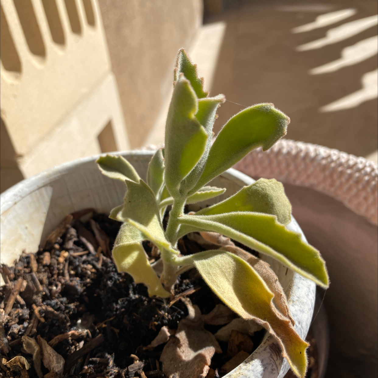 Panda Plant plant photo by @Paris named Your plant on Greg, the plant care app.
