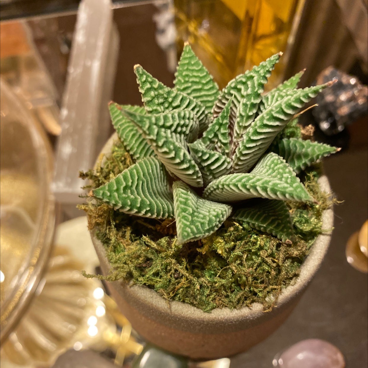Fairy Washboard plant photo by @Paris named Heidi on Greg, the plant care app.