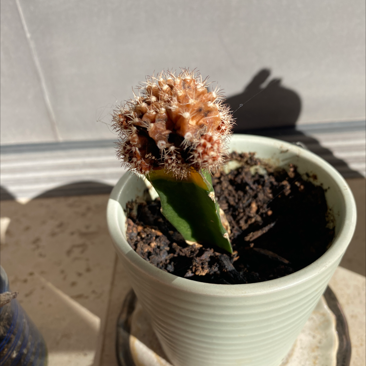 Moon Cactus plant photo by @Paris named Your plant on Greg, the plant care app.