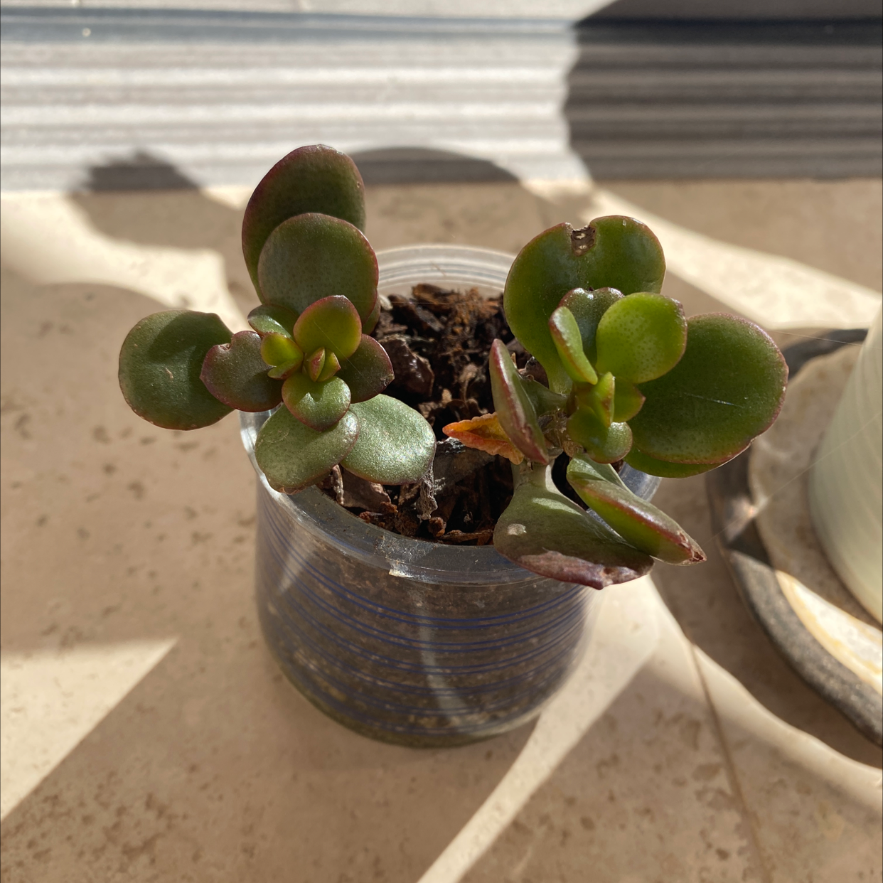 Lucky Plant plant photo by @Paris named Your plant on Greg, the plant care app.