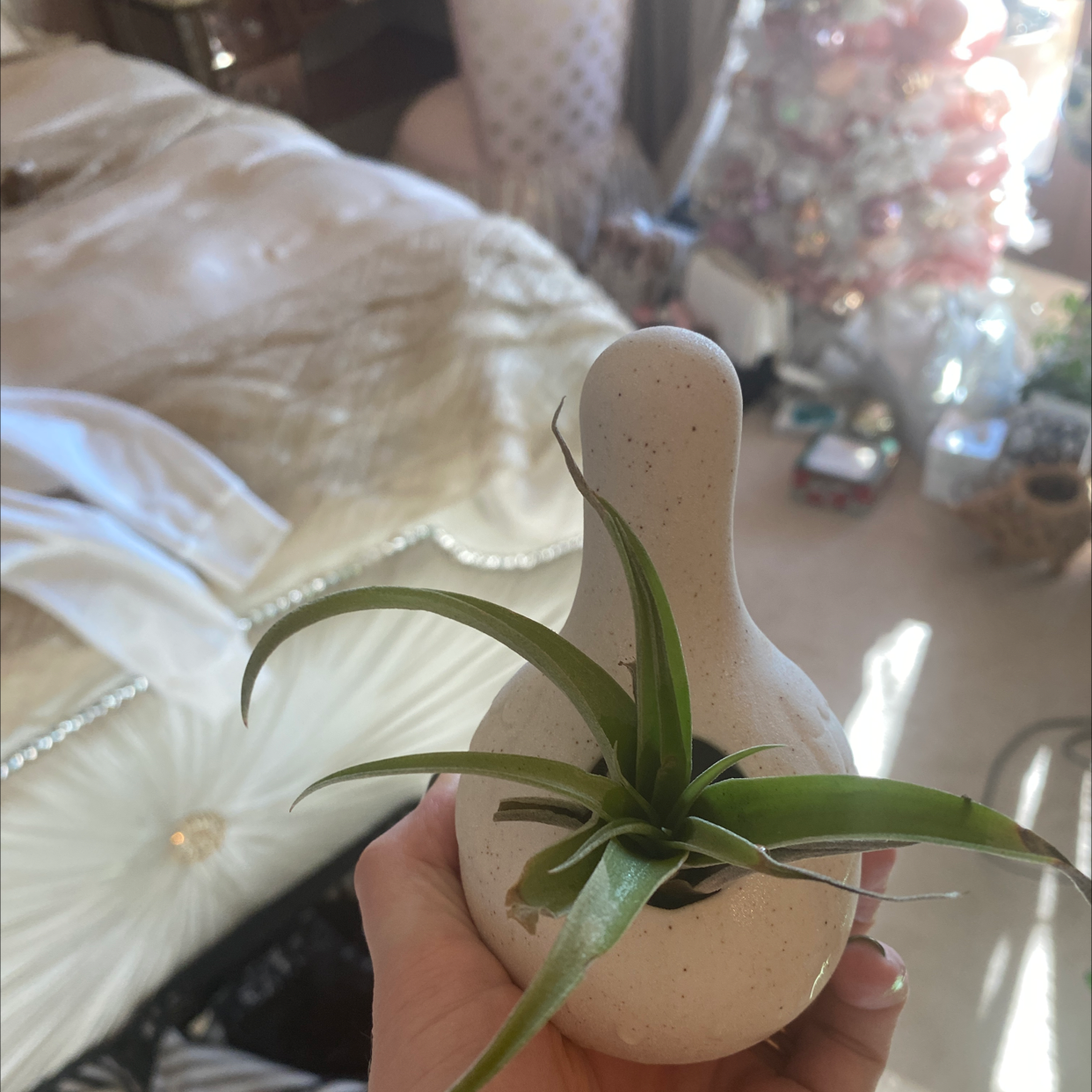 Medusa Head Air Plant in a white gourd-shaped planter held by a hand, with household items in the background.